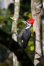 Pileated Woodpecker works on a tree while brightly showing its colors in the direct sun