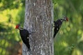 Pileated Woodpeckers in Riverbend Park; Jupiter, Florida