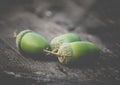 Piled heap of green acorns Royalty Free Stock Photo