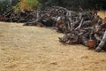 Piled Orchard Firewood Royalty Free Stock Photo