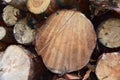 Piled pine tree logs in forest. Stacks of cut wood. Wood logs, timber logging, industrial destruction. Forests illegal