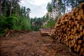 Piled pine tree logs in forest. Stacks of cut wood. Wood logs, timber logging, industrial destruction. Forests illegal