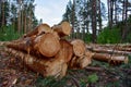 Piled pine tree logs in forest. Stacks of cut wood. Wood logs, timber logging, industrial destruction. Forests illegal