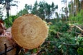 Piled pine tree logs in forest. Stacks of cut wood. Wood logs, timber logging, industrial destruction. Forests illegal