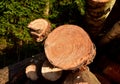 Piled pine tree logs in forest. Stacks of cut wood. Wood logs, timber logging, industrial destruction. Forests illegal