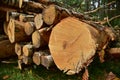 Piled pine tree logs in forest. Stacks of cut wood. Wood logs, timber logging, industrial destruction. Forests illegal