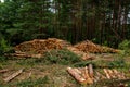 Piled pine tree logs in forest. Stacks of cut wood. Wood logs, timber logging, industrial destruction. Forests illegal