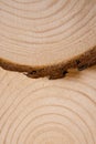 Piled pine tree trunk cross-sections with annual rings. Lumber piece close-up.