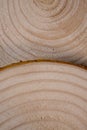 Piled pine tree trunk cross-sections with annual rings. Lumber piece close-up.