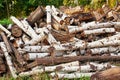 Piled tree logs in forest. Stacks of cut wood. Wood logs, timber logging, industrial destruction. Forests illegal Disappearing.