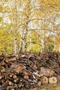 Piled tree logs in forest. Stacks of cut wood. Wood logs, timber logging, industrial destruction. Forests illegal Disappearing.