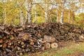 Piled tree logs in forest. Stacks of cut wood. Wood logs, timber logging, industrial destruction. Forests illegal Disappearing.