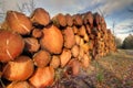 Piled tree trunks