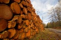 Piled tree trunks