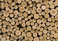 Piled up logs Royalty Free Stock Photo