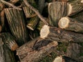 A bunch of wood for firewood. Piled up firewood to heat the house in the winter. Piled up logs. Decks of wood for