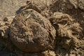 Piles of African elephant dung in the bushveld of South Africa.useful for making fire when dry or making paper. Royalty Free Stock Photo