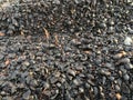 Piles of black palm kernel shells