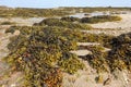 Piles of bladderwrack on a beach in Jersey