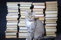 Piles of books stand on a dark, black background. In the foreground sits a cat Dusya.