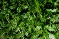 piles of celery that are on the market and are freshly harvested.