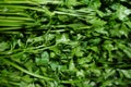 piles of celery that are on the market and are freshly harvested. This vegetable is usually used for additional soup. Royalty Free Stock Photo