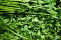 piles of celery that are on the market and are freshly harvested. This vegetable is usually used for additional soup. Royalty Free Stock Photo