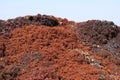 Piles of crushed grapes