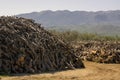 Piles of cut wood on lumberyard near mountains.