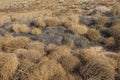 Piles of Dead Brown Tumbleweeds