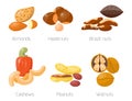 Piles of different nuts hazelnut almond peanut walnut cashew tasty seed vector illustration