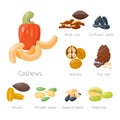 Piles of different nuts pistachio hazelnut almond peanut walnut cashew chestnut tasty seed vector illustration