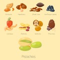 Piles of different nuts pistachio hazelnut almond peanut walnut cashew tasty seed vector illustration