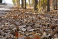 Piles of dry leaves in the fall,dry leaves falling on the ground in autumn Royalty Free Stock Photo