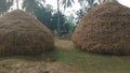 Piles of dry rice straws Royalty Free Stock Photo