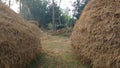 Piles of dry rice straws Royalty Free Stock Photo