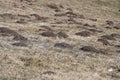 Piles of earth Moles dug in the meadow