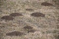 Piles of earth Moles dug in the meadow