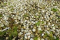 Piles of empty limpet shells Royalty Free Stock Photo