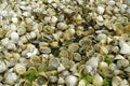 Piles of empty limpet shells Royalty Free Stock Photo
