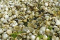 Piles of empty limpet shells