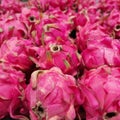 Piles of fresh pink dragon fruits