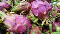 Piles of fresh raw dragon fruit