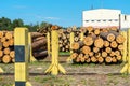 Piles of freshly cut logs