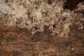 piles of freshly shorn wool scattered on the timber floor of the family farm woolshed shearing shed, rural Victoria, Australia