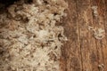 piles of freshly shorn wool scattered on the timber floor of the family farm woolshed shearing shed, rural Victoria, Australia