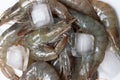 Piles of gray raw shrimp with ice close up top view Royalty Free Stock Photo