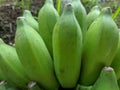 Piles of green bananas are sold in the local Indonesian market. Banana branch at the market. files 1