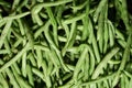 piles of green beans that are on the market and are freshly harvested.