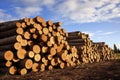 Piles of Harvested Timber Logs at Sunset